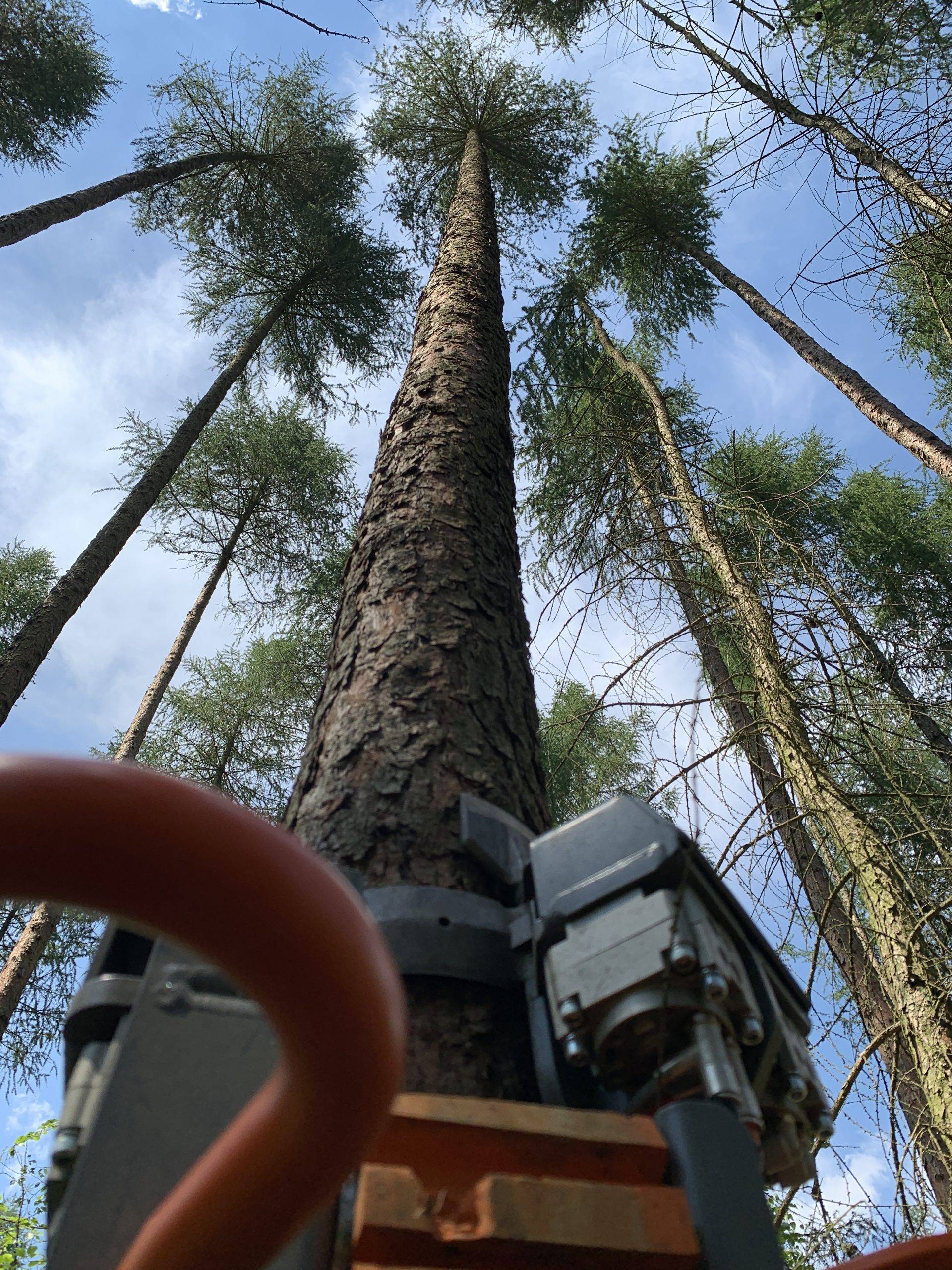 PATAS climbing mechanism on tall tree